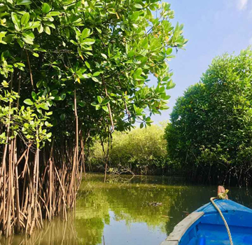 Pichavaram Mangrove Forest